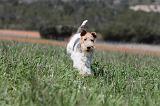 FOX TERRIER 189